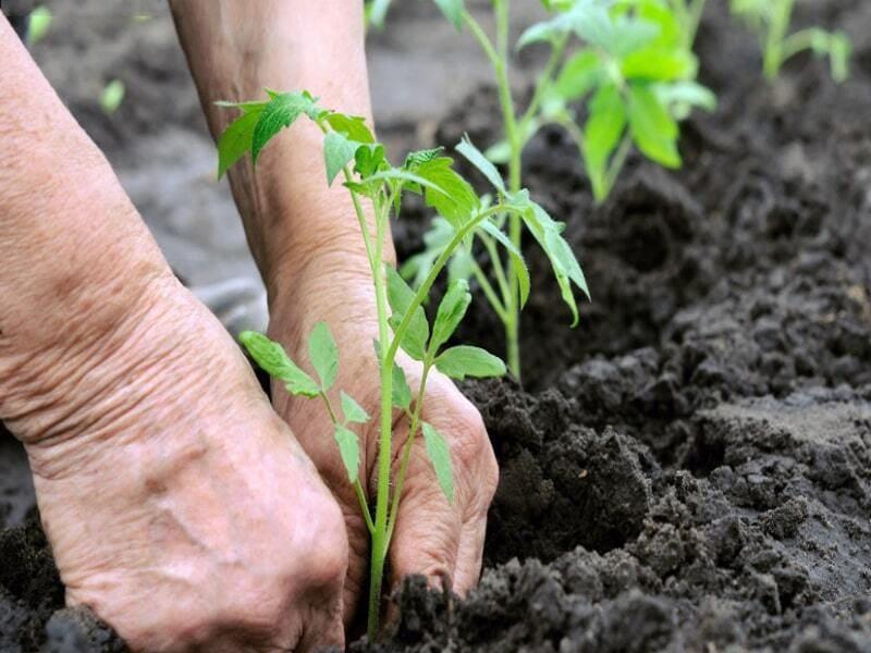 Lợi ích của phân bón hữu cơ