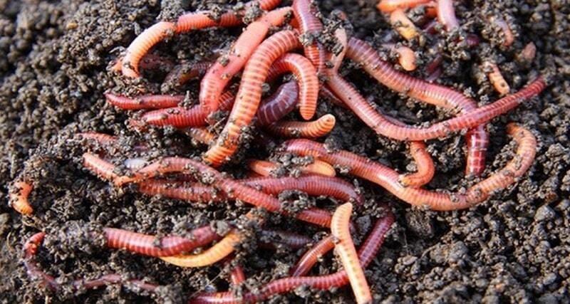Nuôi trùn quế bằng rác thải