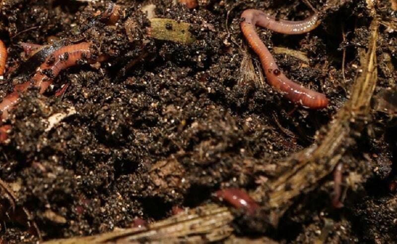 nuôi trùn quế bằng rác thải
