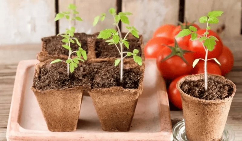 dùng bả trà bón cây