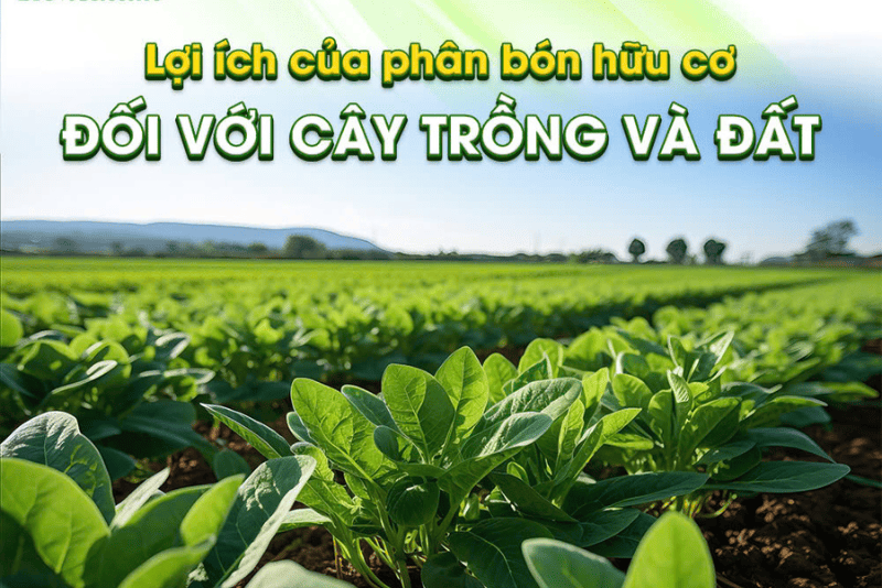 cách làm phân bón từ bã trái cây