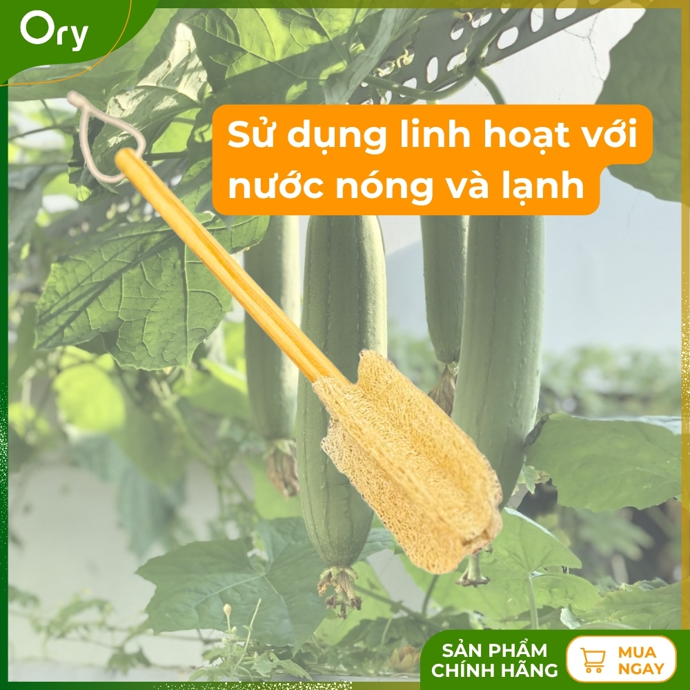 cay-rua-ly-xo-muop-bon-canh (7).jpg