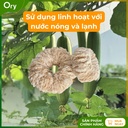 co-rua-da-nang-xo-muop-dang-bui-nhui (7).jpg